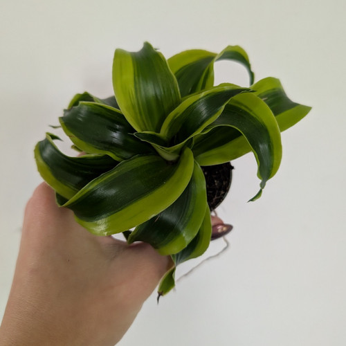 Lucky bamboo dracaena tornado - dracaena,