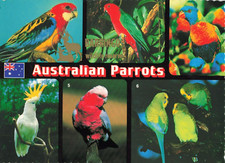 Postcard Australian Parrots 6