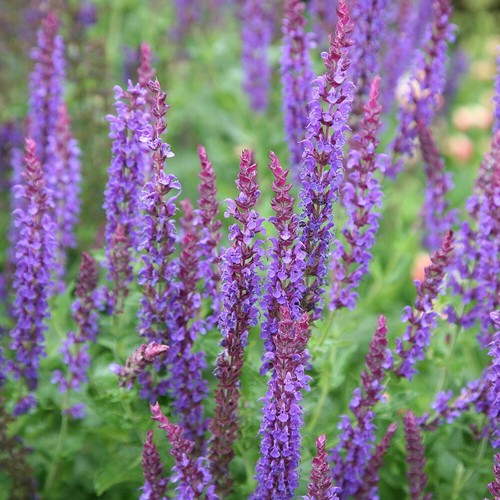 Salvia sylvestris - salvia, x