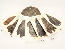 FISHERMEN’S FEATHERS COCK & HEN CAPES – FLY TYING MATERIAL (VARIOUS TYPES)