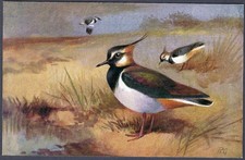 Lapwing by Roland Green - R.S. Art Press bird postcard