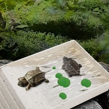 Turtle Basking Platform with Water Bowl Turtle Floating Island Aquariums Decor