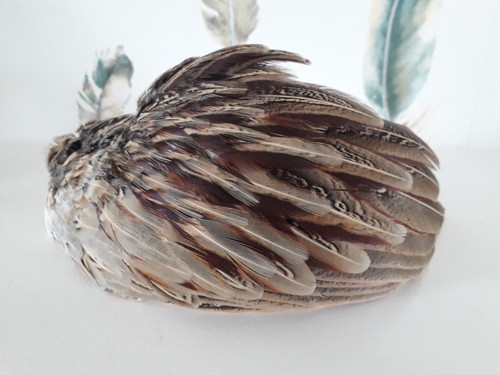 Country fascinator cock - fascinator,