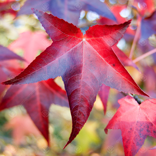 Liquidambar styraciflua lane - styraciflua, 'lane