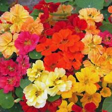 Nasturtium Whirlybird Mixed 100 Seeds, FAST & Fab for Pots, Beds+Hanging Baskets