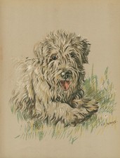 SEALYHAM TERRIER LOVELY