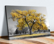 Large Tree Yellow Leaves Black