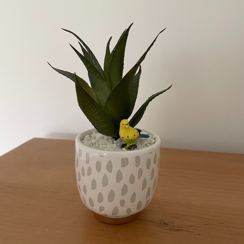 Sainsbury home cactus - sainsbury's,