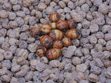 Tiger Nuts for Planting -