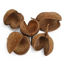 Buddha Nuts,  8 to 10 cm 