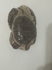 FOSSIL CRAB CHINA