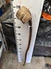 HAZEL SHANK WALKING STICK KNOB