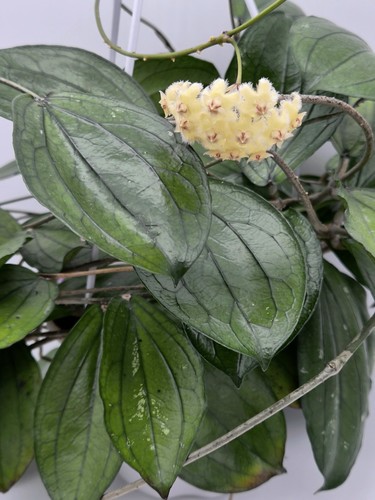 Rare hoya erythrina long - erythrina, leaf