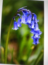 BLUEBELL English Bluebell