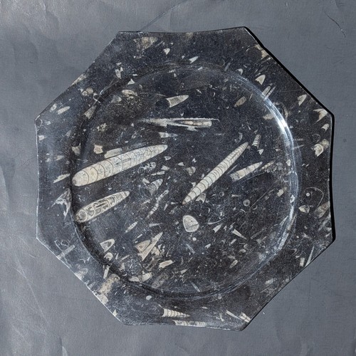 Vintage octagonal orthoceras - octagonal,
