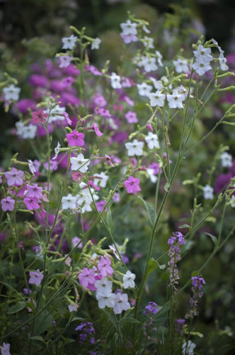 10 nicotiana mutabilis - 3,,