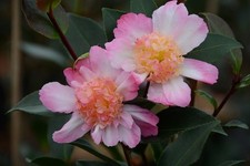 Camellia sasanqua Choji guruma