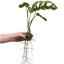 Monstera Adansonii 'Monkey