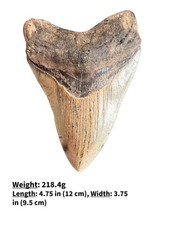 Authentic Megalodon Shark Tooth Fossil – Genuine Fossilized Shark Tooth