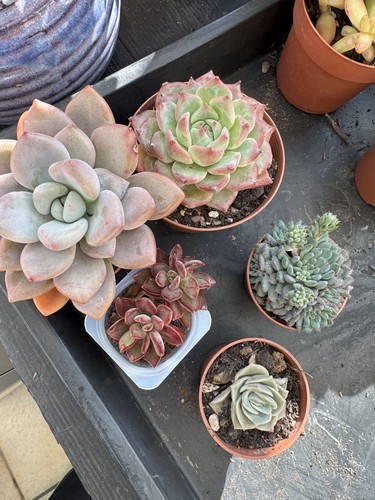 Echeveria succulent plant x - echeveria,
