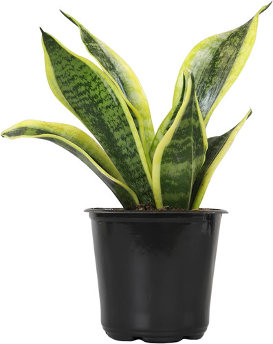 Live snake plant sansevieria - live,