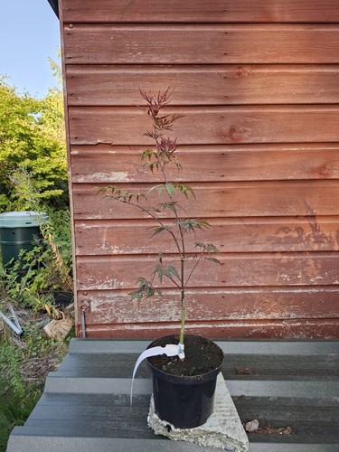 Acer palmatum dissectum garnet - acer,