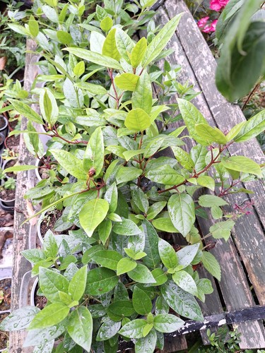 Viburnum tinus laurustinus - tinus,