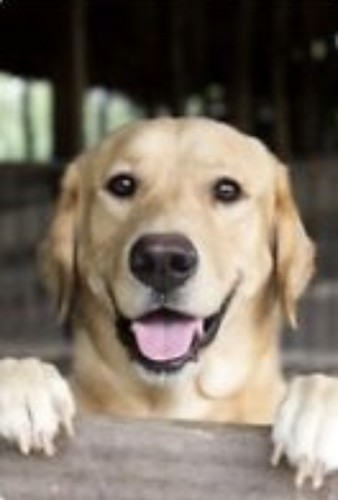 Golden labrador cross - (118),