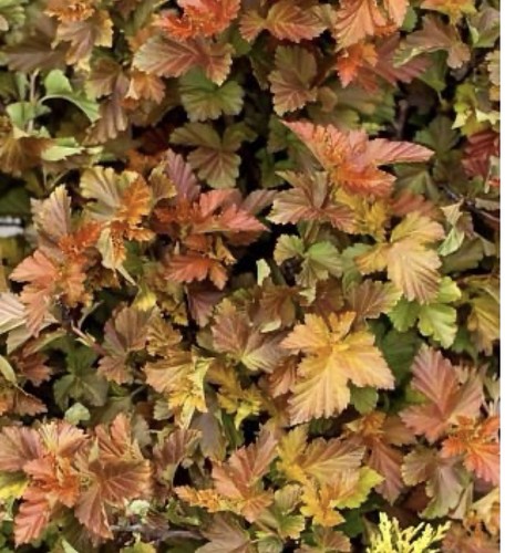 Physocarpus opulifolius