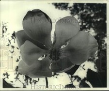 1976 Press Photo Magnolia