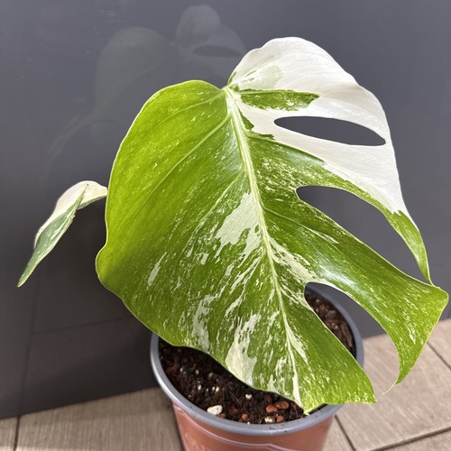 Monstera deliciosa albo - monstera,