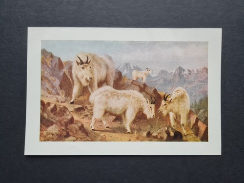 Antique 1907 print mountain - 1907,