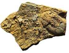 British Lower Ordovician TRILOBITE FOSSIL Asaphellus homfrayi Shropshire England