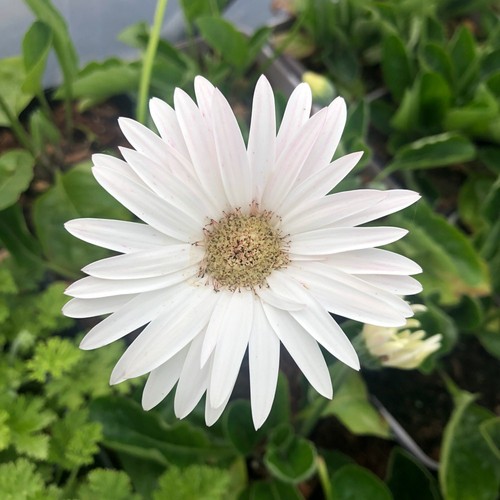 Gerbera garvinea sweet - gerbera,