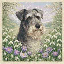 Cesky Terrier Puppy Dog In