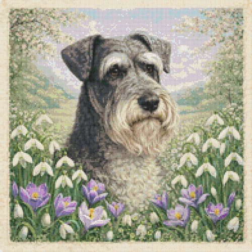 Cesky terrier puppy dog - cesky, in