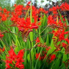 CROCOSMIA 'Lucifer' A.G.M. - Hardy Perennial Plant - ex 9cm (P9) Pot