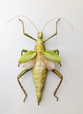 Entomology Taxidermy 