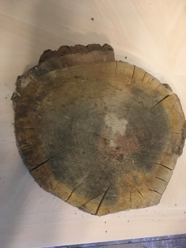 Oak wood tree log section
