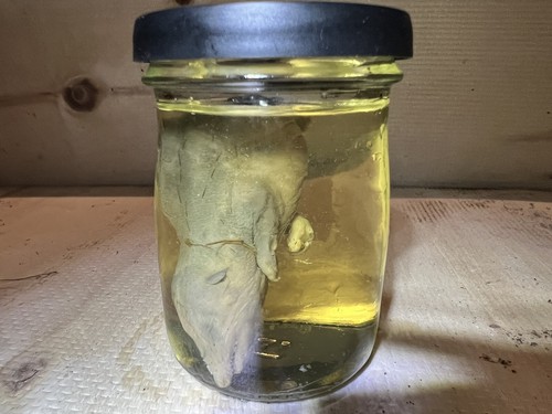 Wet specimen common tenrec - tenrec,
