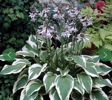X2 Hosta Big Plug Plants