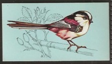 TETLEY (TEA)-BRITISH BIRDS