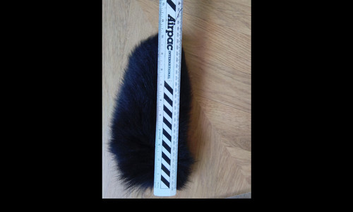 Arctic fox full tail black - arctic,