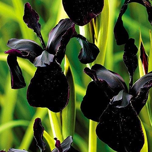 Iris chrysographes black form - iris,