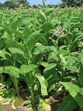 600+ (GOLDEN VIRGINIA) - TOBACCO SEEDS - FAST DELIVERY - UK SELLER