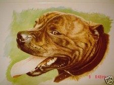 Lovely Staffordshire Bull