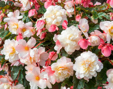Trailing Basket & Tub Flowers