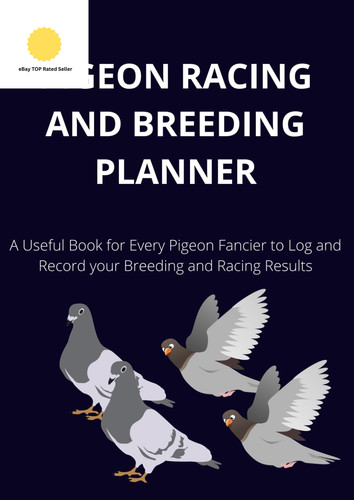 Pigeon racing and breeding - pigeon,