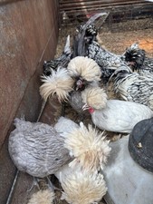 Variety pack polish hatching - 6,
