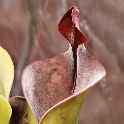 Heliamphora tatei parva - tatei,